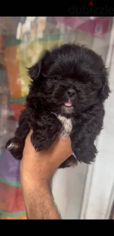 Black Griffon Puppy