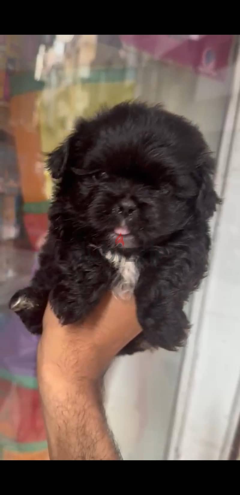 Black Griffon Puppy 1