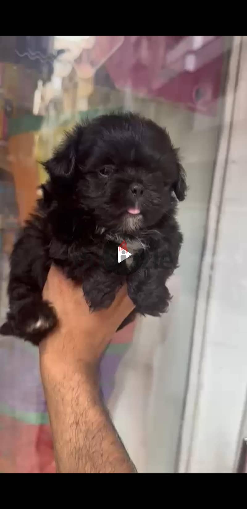 Black Griffon Puppy 2