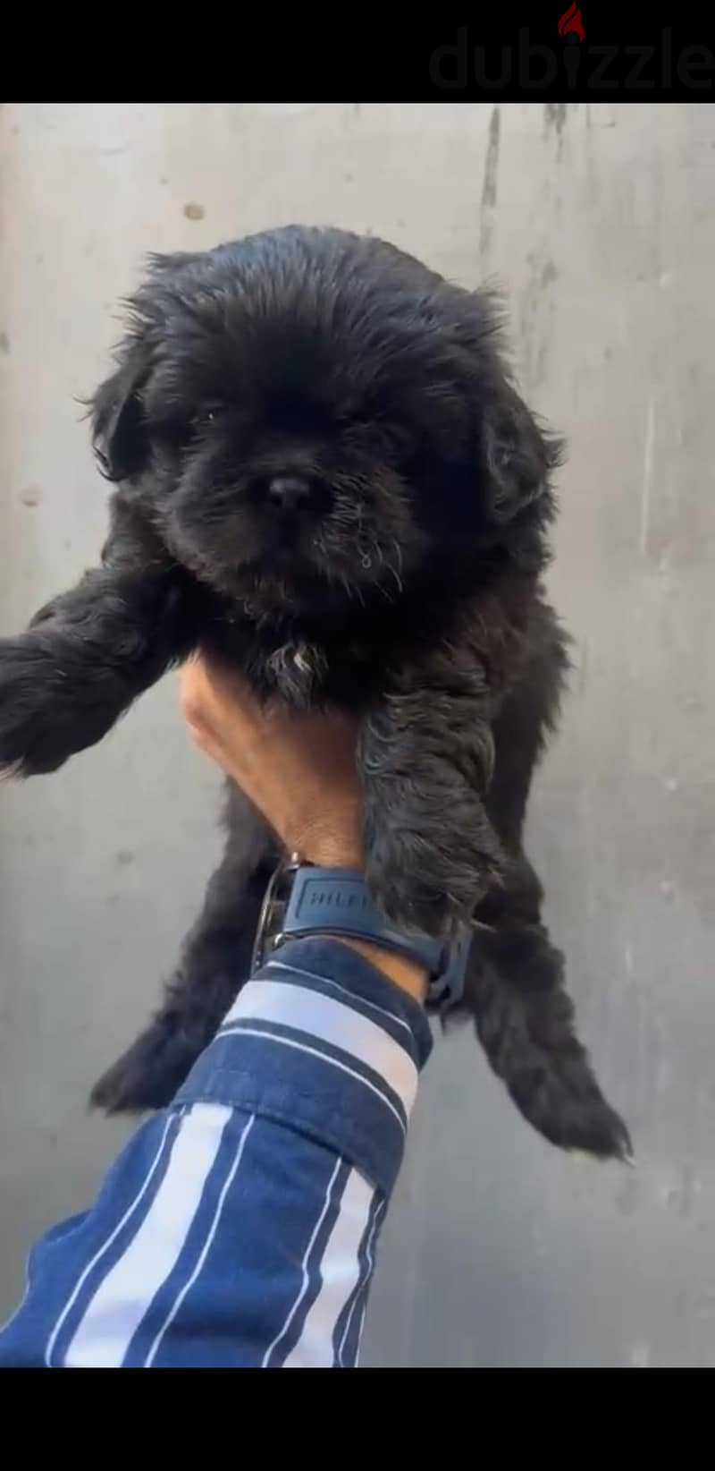 Black Griffon Puppy 3