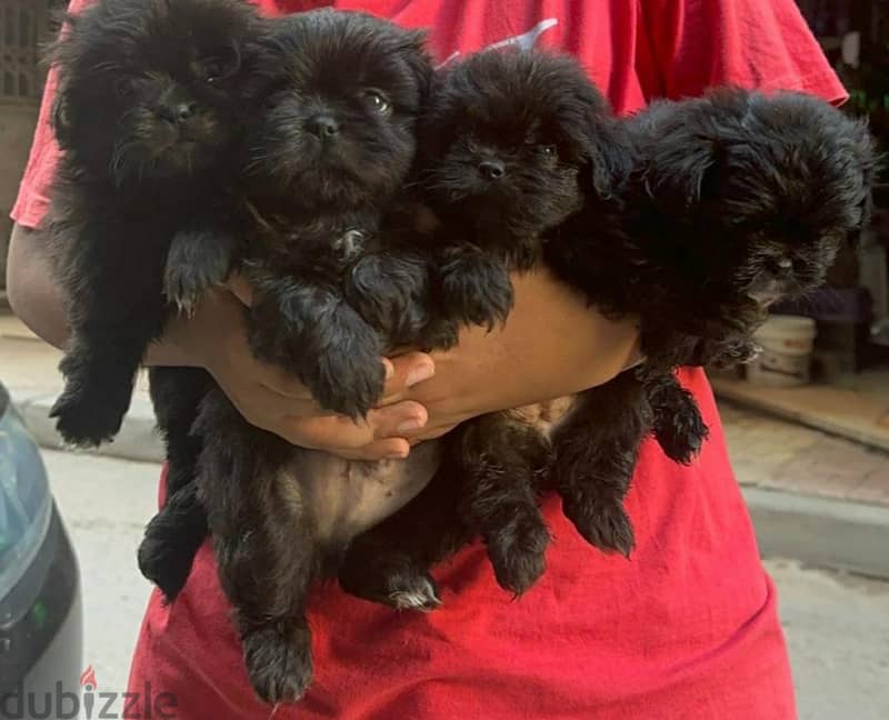 Black Griffon Puppy 4