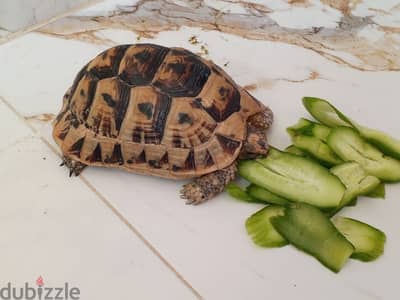 سلحفاه للبيع