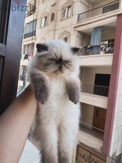 للبيع