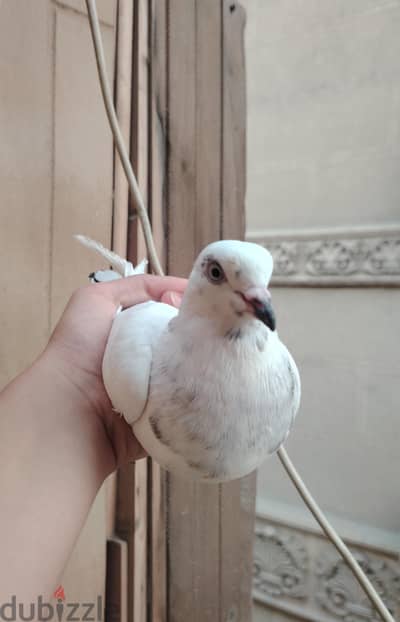 دكر حمام