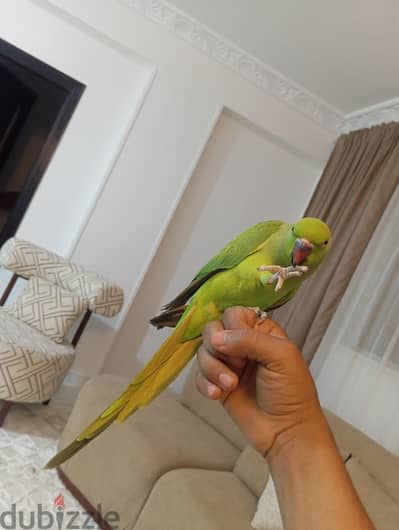 بغبغاء دره هندي