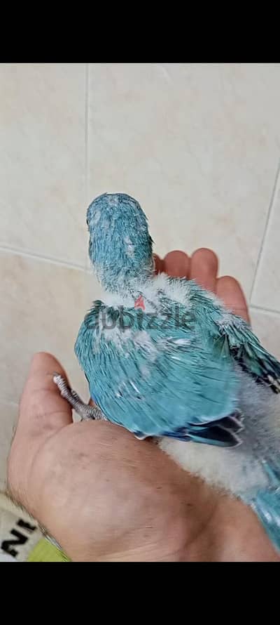 زغاليل كويكر بلو