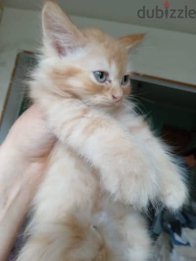 Himalayan Kittens  ھدية العيد