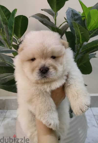 جراوي تشاو تشاو chow chow puppies