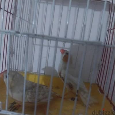 طائر زيبرا فينش