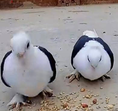 سنهور مركز دمنهور