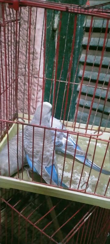 3 حتت استرالي  ولاد انصاص