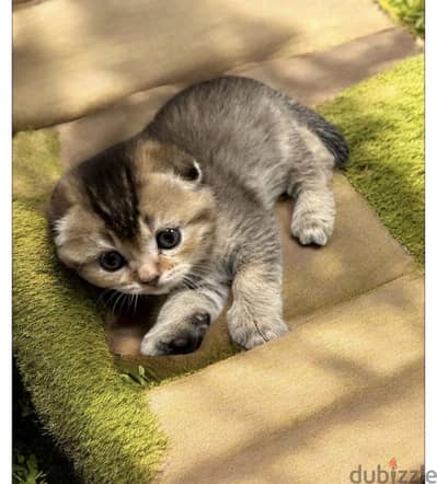 Scottish fold kitten 51 days