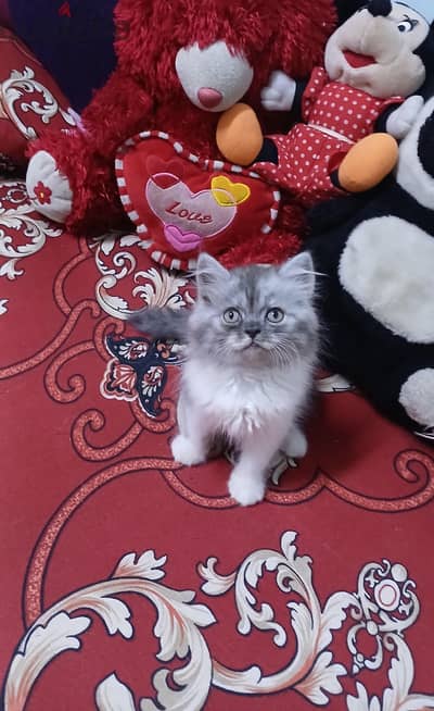 شيرازي مون فيس