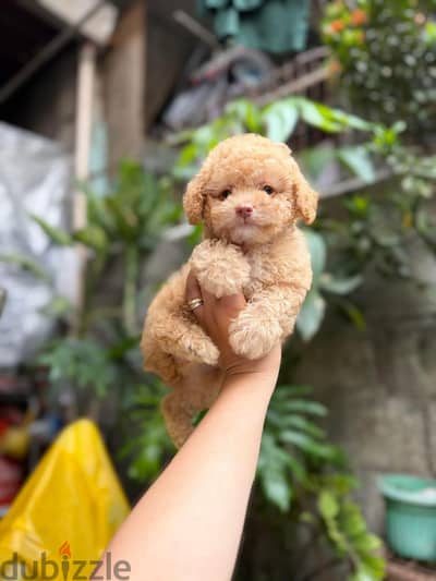 جرو ملتي بوMaltipo puppy