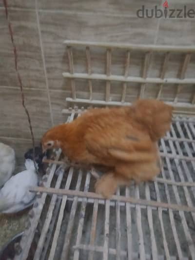 فراخ كوشن