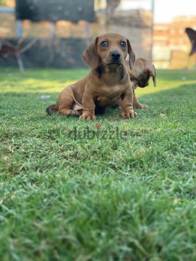 Dachshund puppy