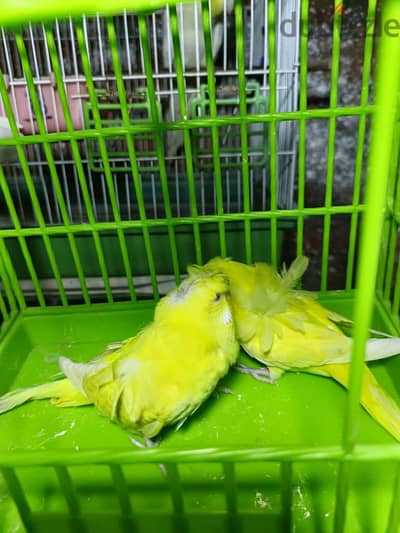 زغاليل لاسوينج اصفر  فلل كتفين علامات تقيله دبل شوشه