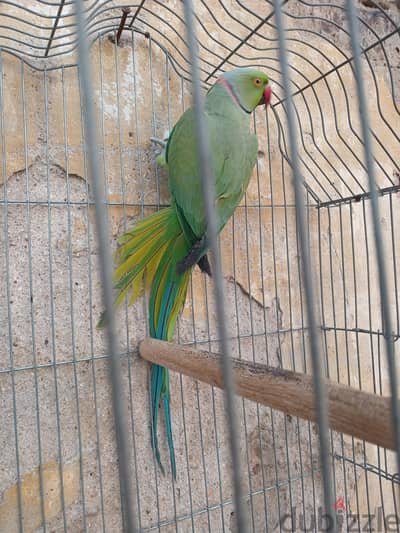 دكر دره هندى كبير شغال