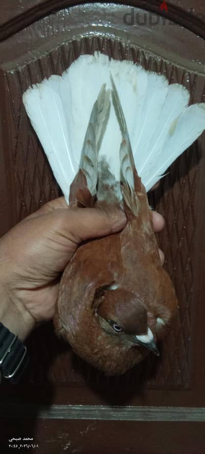 دكر حلبي نحاسي زائف اول شغل
