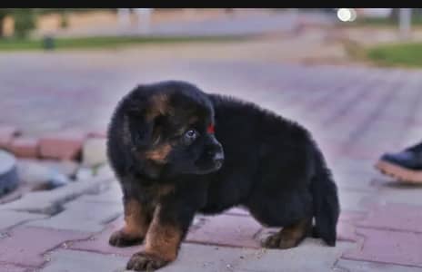 Pure German Shepherd Male 55 days