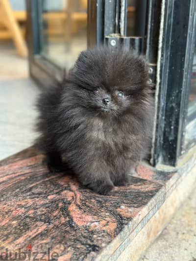 Teacup Pomeranian بومارنيان