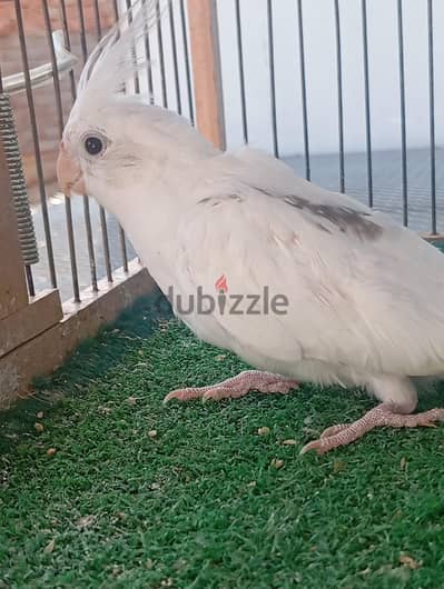 دكر كوكتيل فرنساوي بصمه