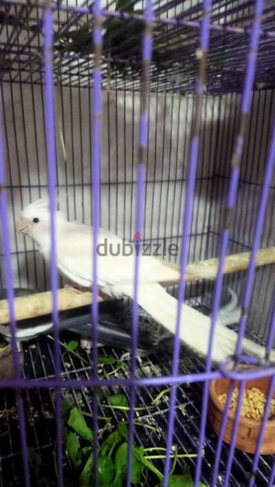 العصافره قبلي شارع المعهد الديني