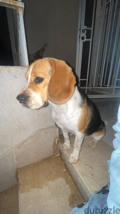 Beagle dog for sale