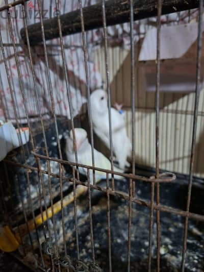 قص البينو للبيع