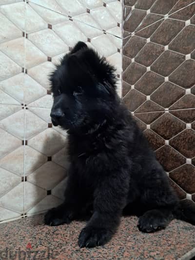 German Shepherd Royal Black Puppies females