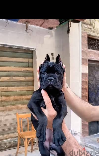 جراوي كين كورسو