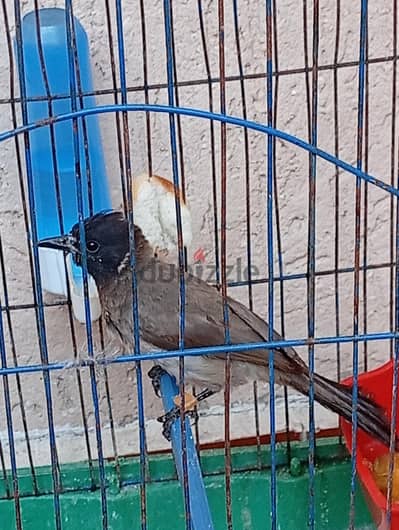 دكر بلبل مغرد بارع وبايت ٥ شهور للبدل بحاجه مدربه