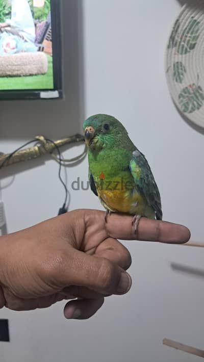 فرخ ريدرام