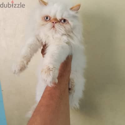 هيمالايا