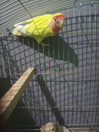 عصفور روز