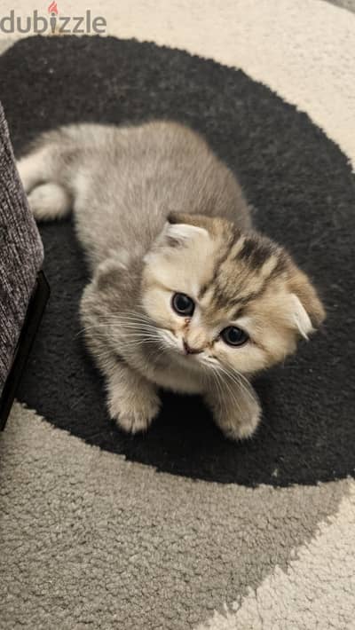 Scottish Fold - Ready for New Home