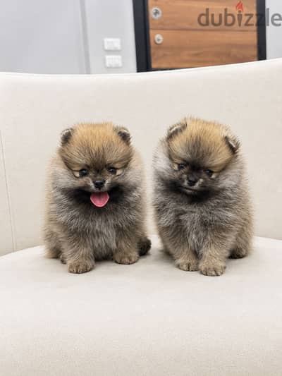 Pomeranian puppy بومرينيان