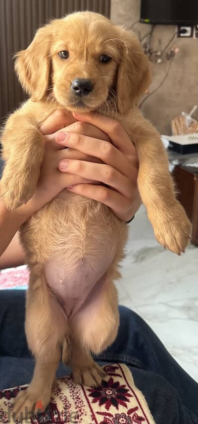 Pure golden