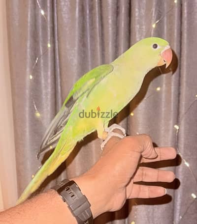 درة امريكي