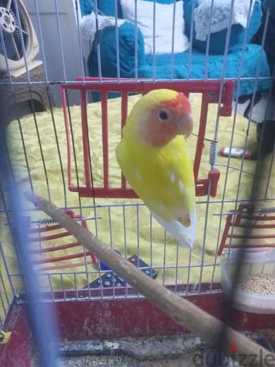نتايه روز