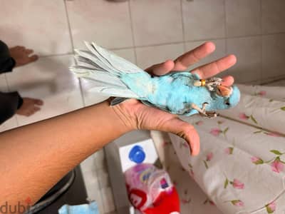 فرد بغبغاء دره بلو مفطوم عجينه في الايد