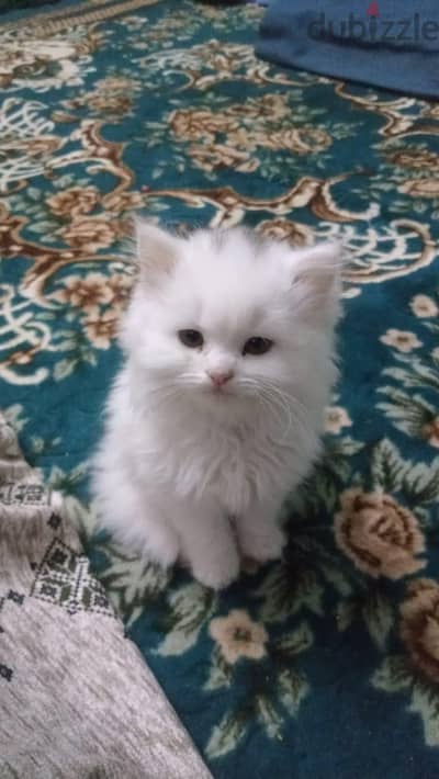 قطه للبيع