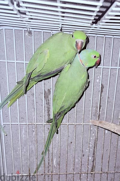 درة هندي