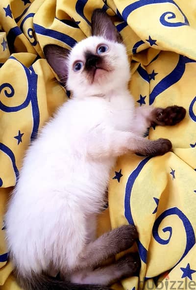 سيامي كيتن سيامى Siamese kittens