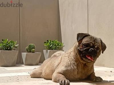 كلبة بج (Pug) بيور عمر سنتين ونصف - صحة ممتازة ووالدة مسبقاً