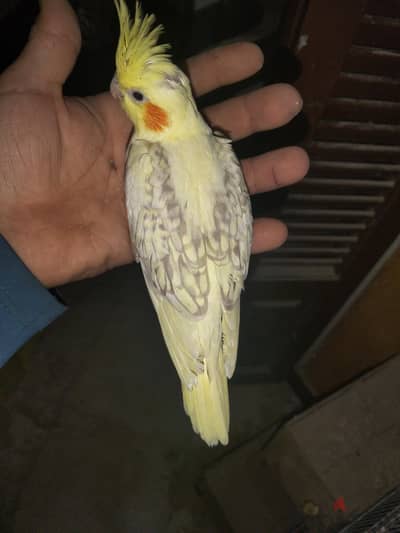 مجموعه كوكتيل