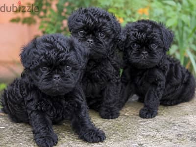 Griffon puppy