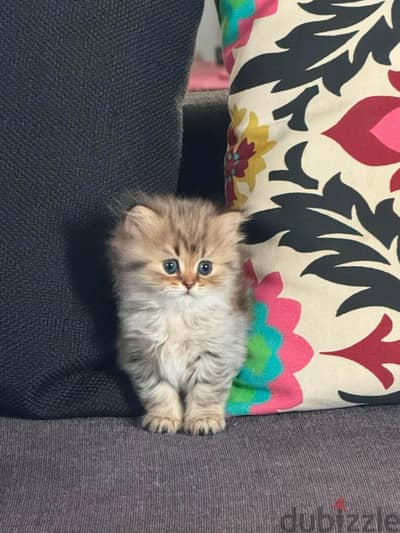 Endless Cuteness
