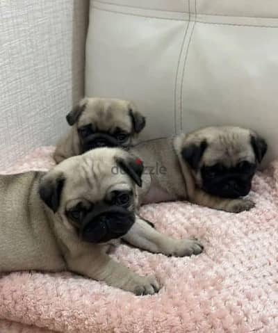 Pug puppies pure breed بج
