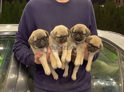 Pug pure breed بج